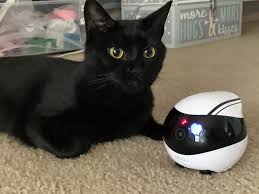 Pet Cameras